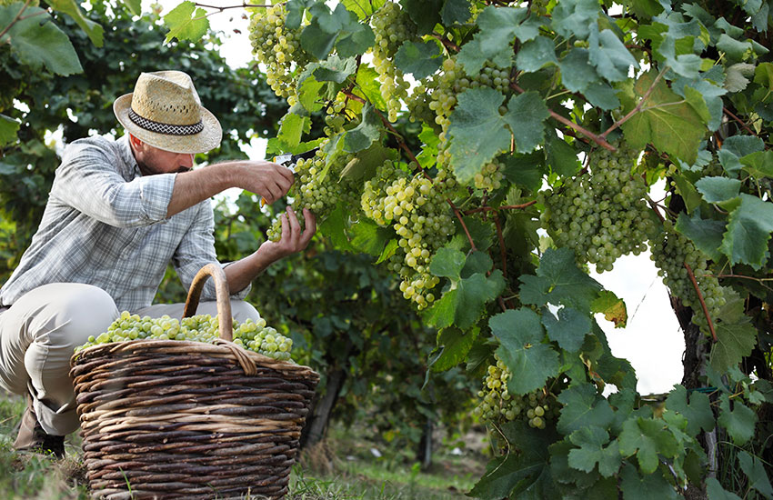 le strade del vino in Toscana con autista privato